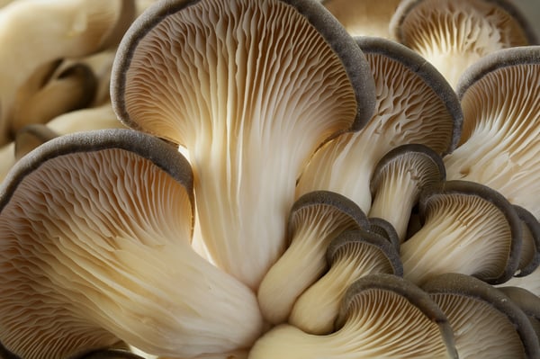 Karabella mushroom