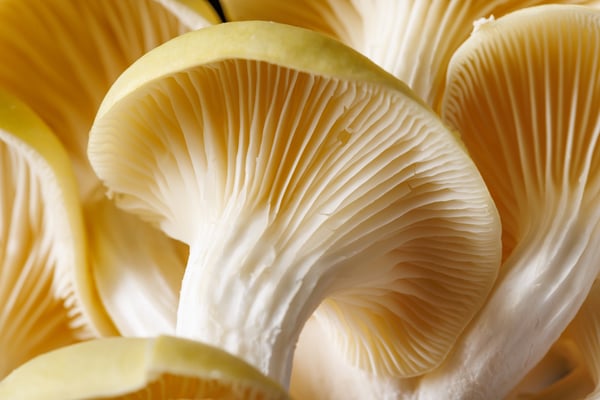yellow oyster mushroom