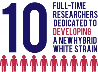 Image of the words 10 full-time researchers dedicated to developing a new hybrid white strain