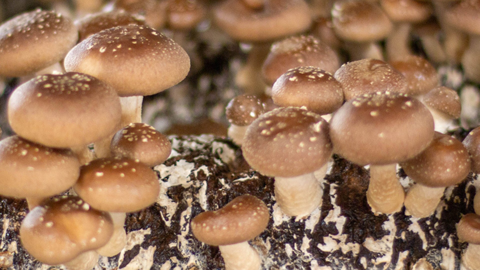 nutra-mushrooms-homepage-how-we-grow