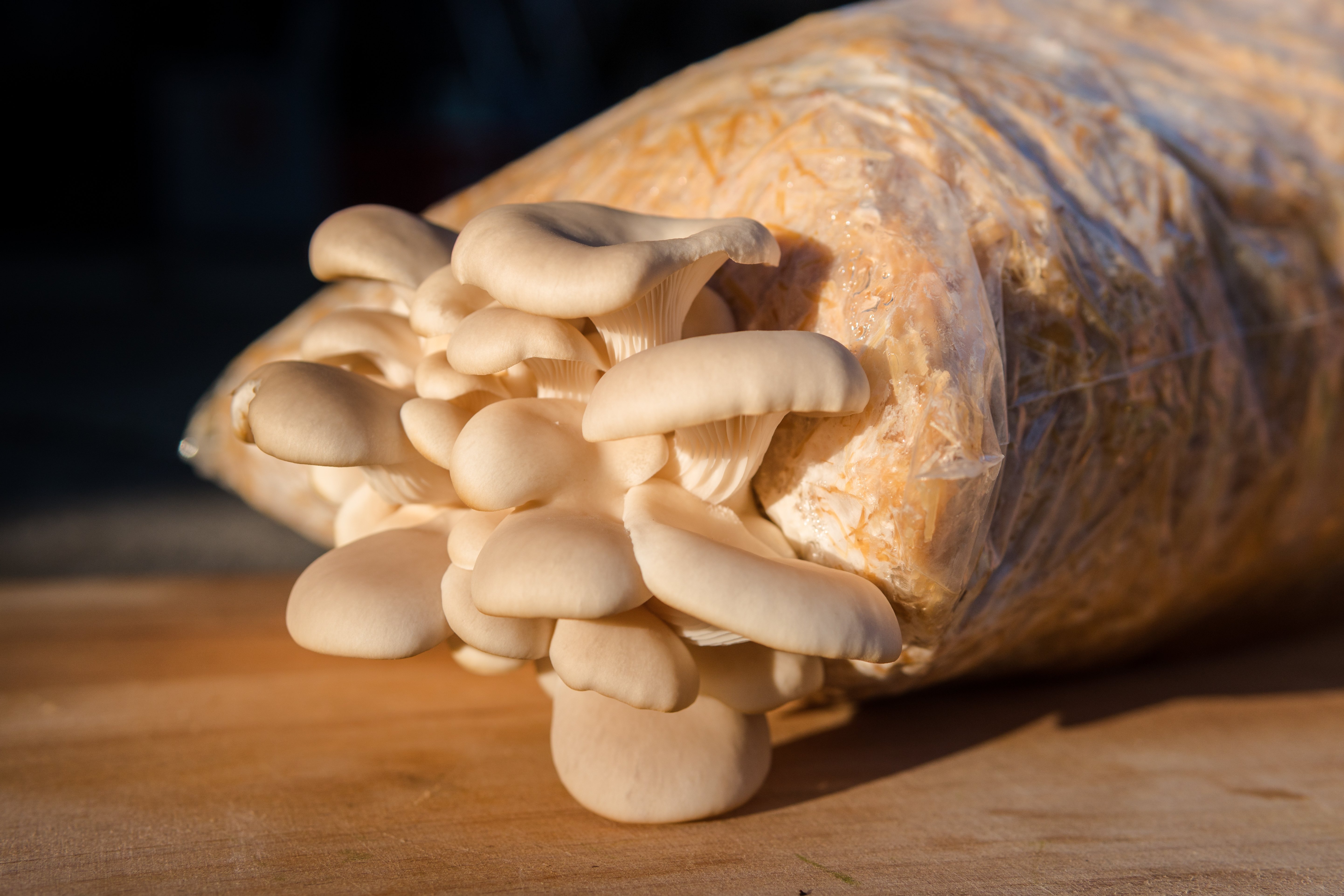 AdobeStock_210008378