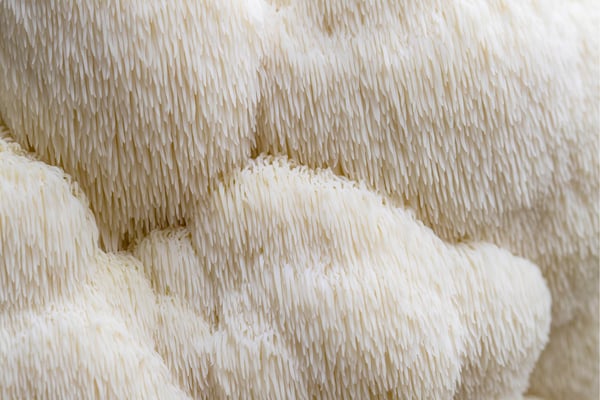Lions Mane Mushroom
