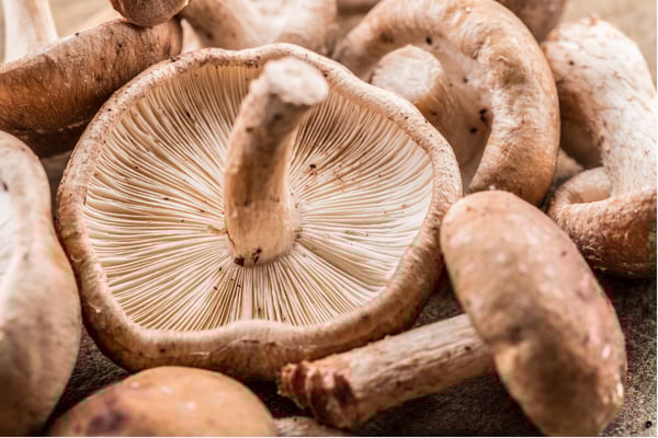 shiitake mushroom