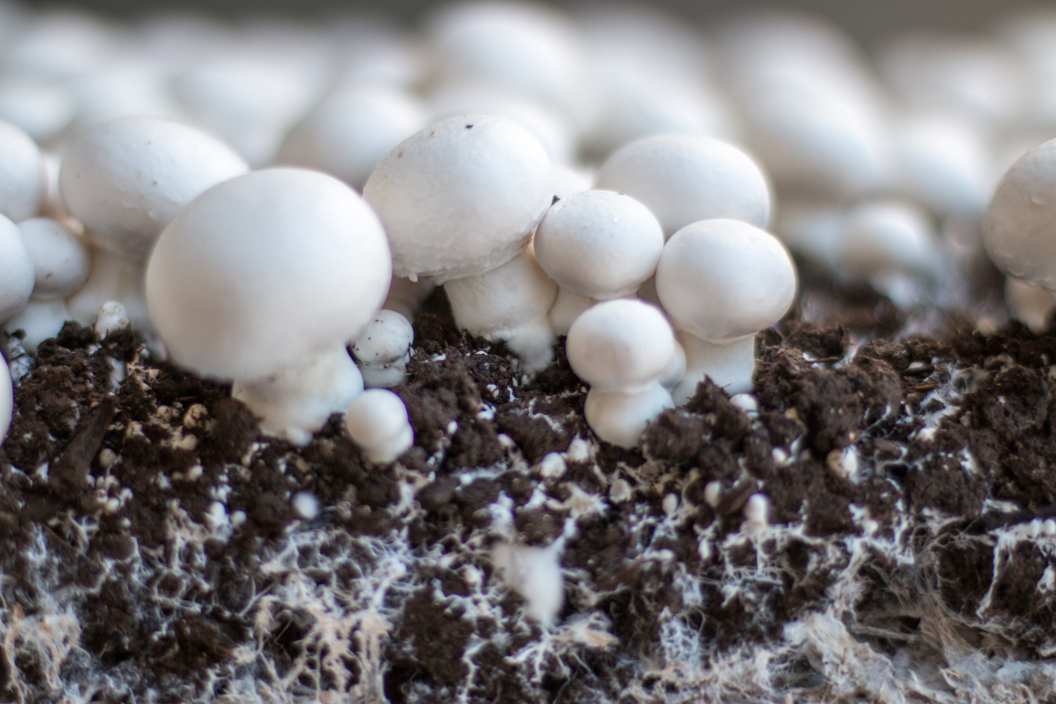 mushroom-closeup-detail