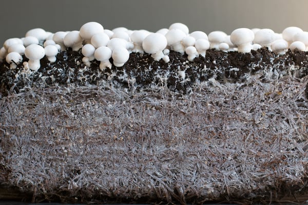 spaw-growth-close-up