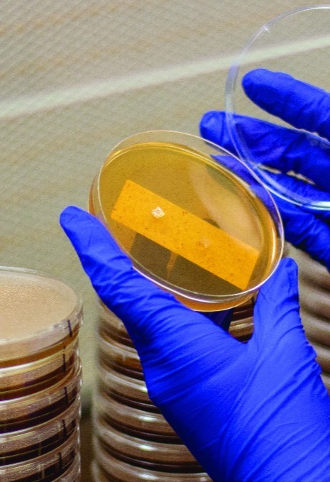 Amycel-Production-23-1-1