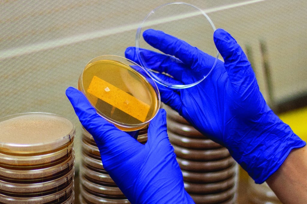 Gloved scientist examining petri dishes