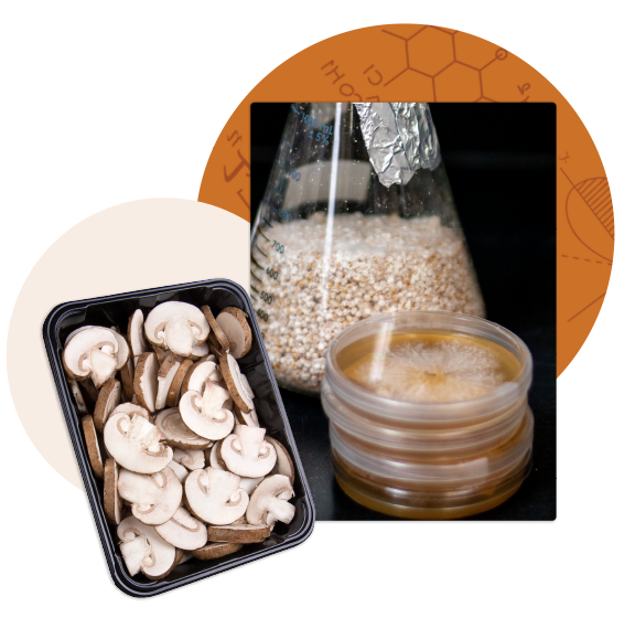  Collage of sliced brown mushrooms, a bag of millet for mushroom spawn, and a stack of petri dishes