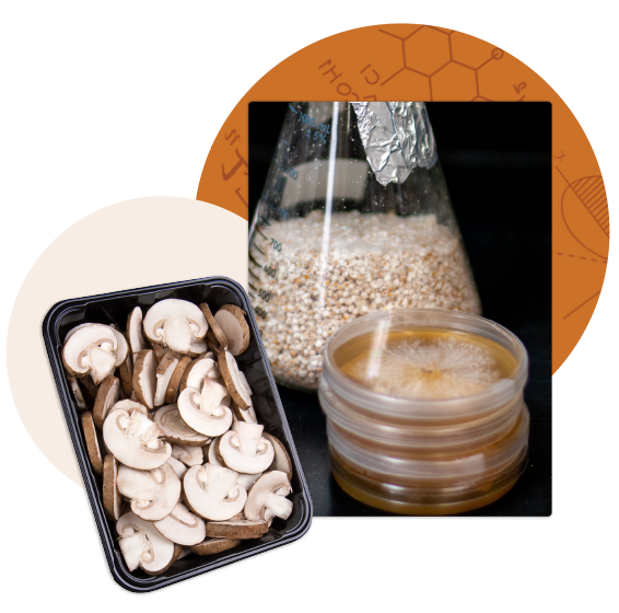  Collage of sliced brown mushrooms, a bag of millet for mushroom spawn, and a stack of petri dishes