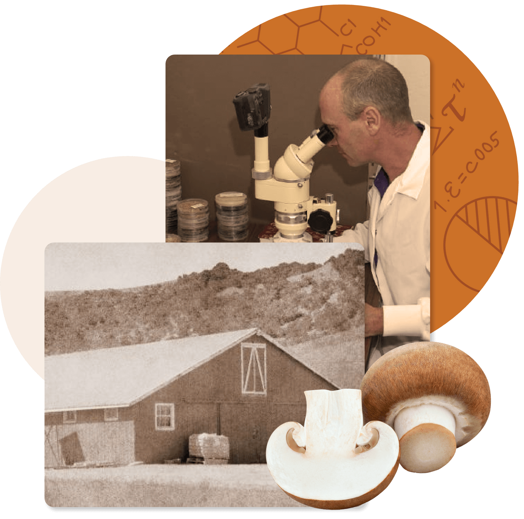 Collage of the original Amycel production barn, two mushrooms, and a scientist peering into a microscope