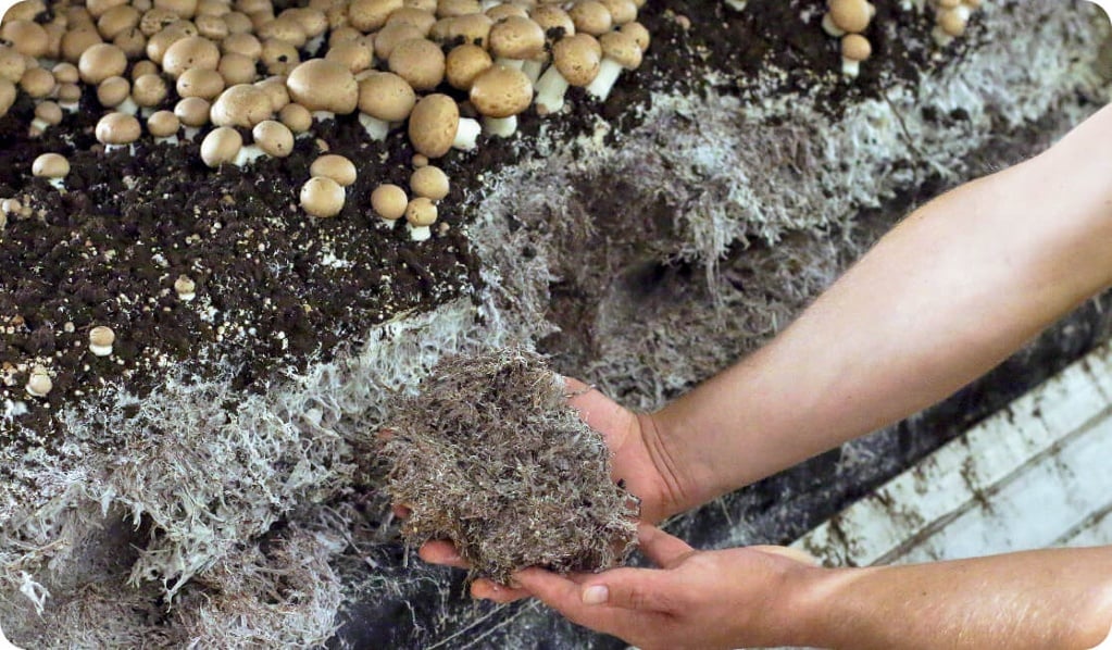 Amycel's proprietary brown mushrooms fully colonized for high-yield commercial mushroom growing