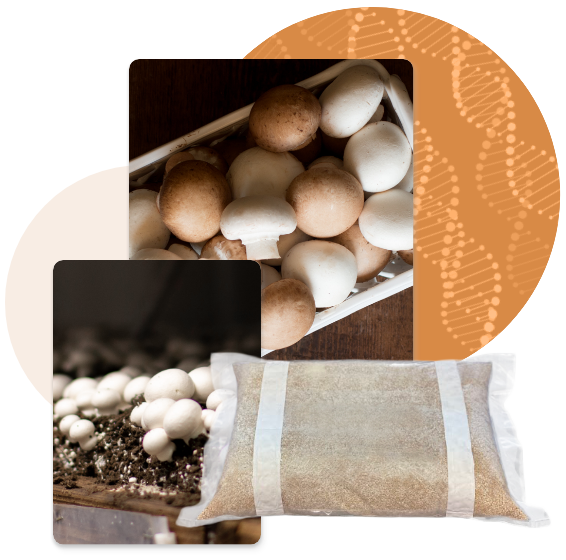 Collage of a tray of harvested white and brown mushrooms, a bag of mushroom substrate, and white mushrooms growing