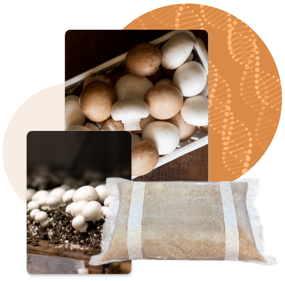 Collage of a tray of harvested white and brown mushrooms, a bag of mushroom substrate, and white mushrooms growing