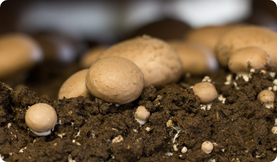 Amycel's patented brown mushrooms