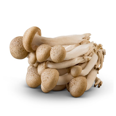 specialty-mushrooms