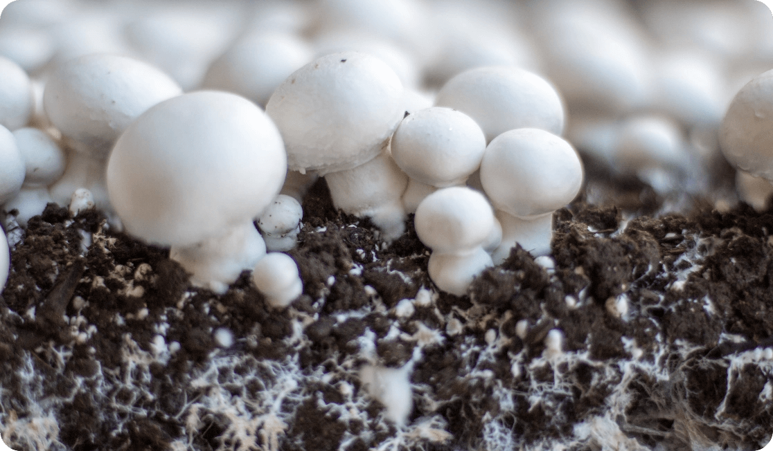 Amycel's white button mushroom spawn is fruiting