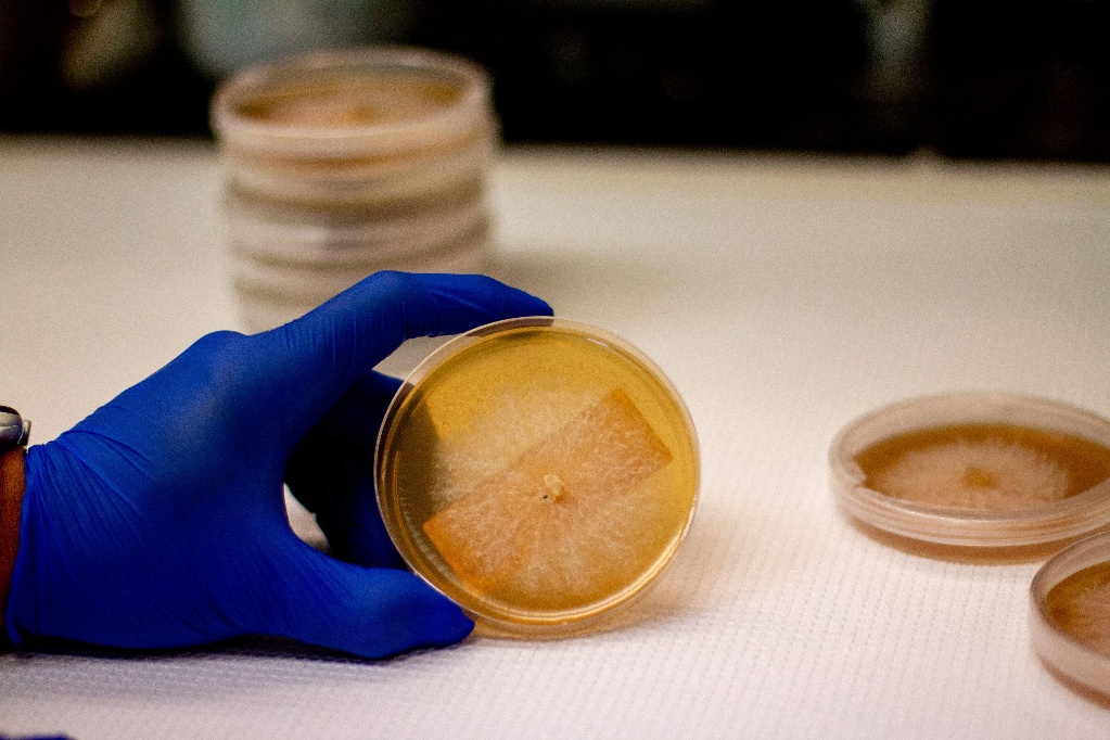 Scientist holding a petri dish in a gloved hand