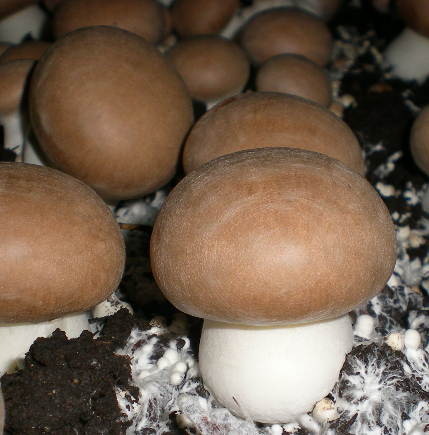 brown mushrooms