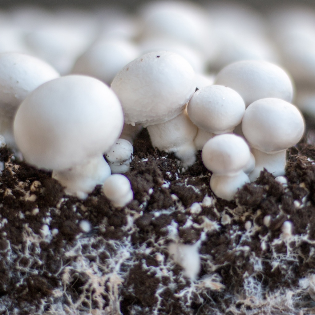 white mushrooms