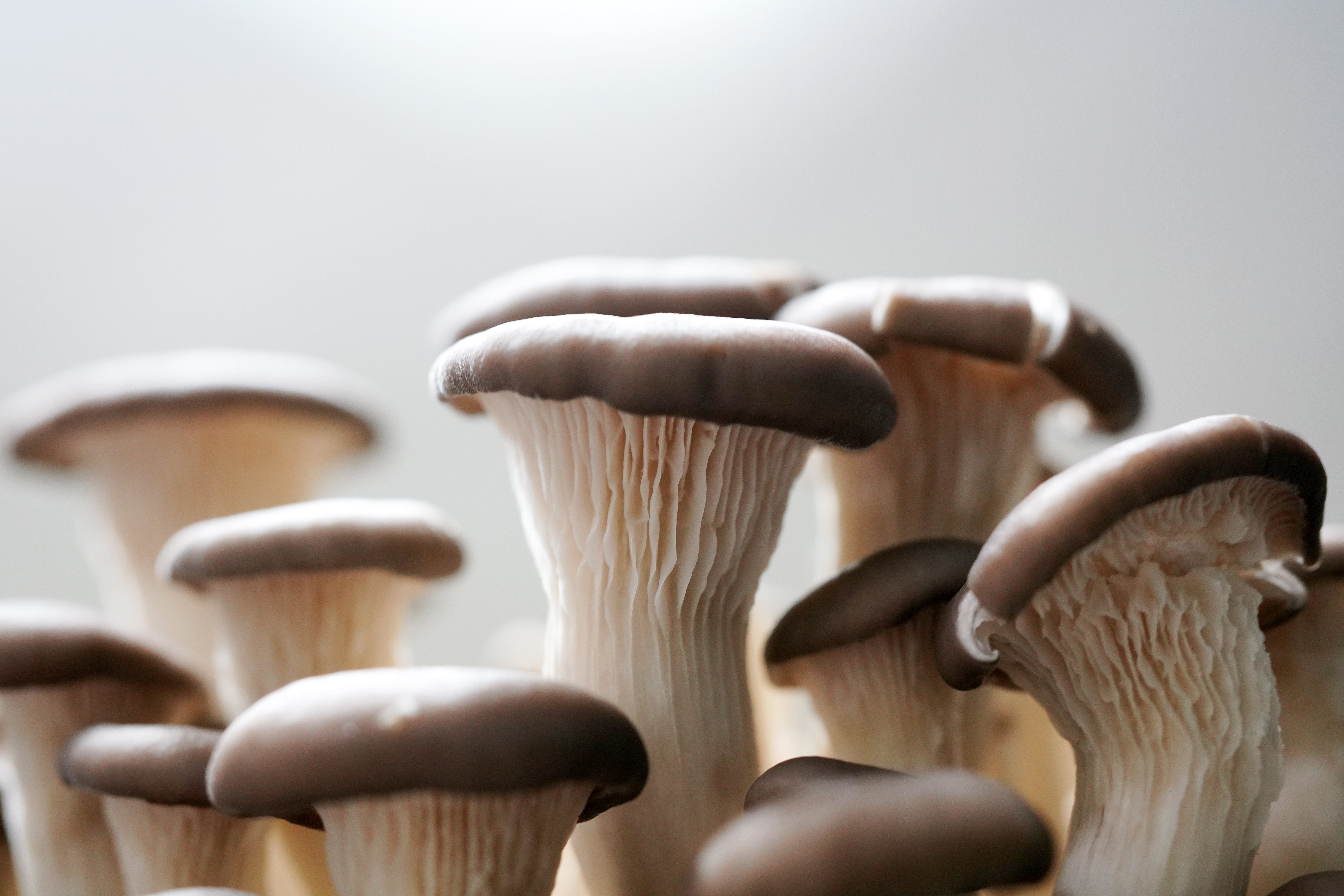 specialty mushrooms